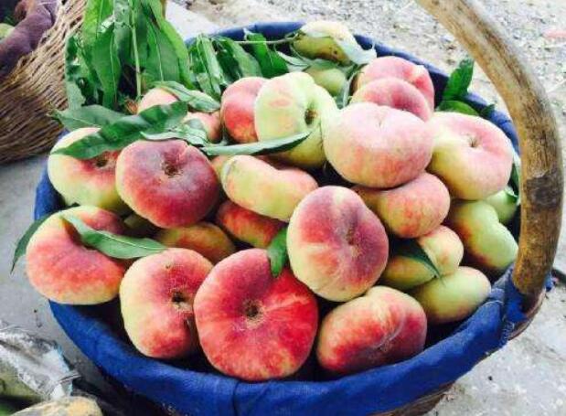 蟠桃什么时候成熟,蟠桃三千年一开花(8-9月份成熟)