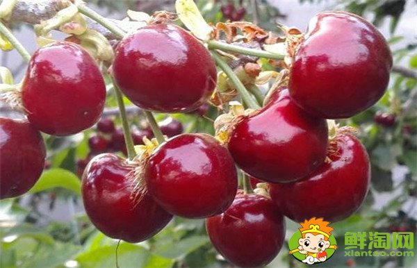 最大的樱桃是什么品种,特大樱桃品