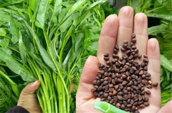 空心菜如何繁殖,空心菜繁殖的方法