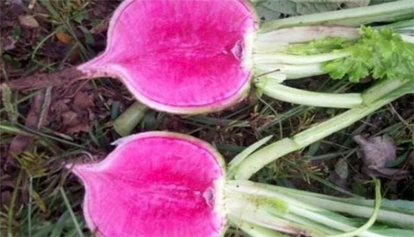 心里美萝卜种植技术,心里美萝卜种植要注重肥水管理