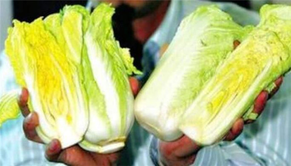 娃娃菜和白菜的区别有哪些,娃娃菜和白菜的5种区别
