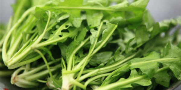 雪里红是什么季节的菜,雪里红和荠菜的区别