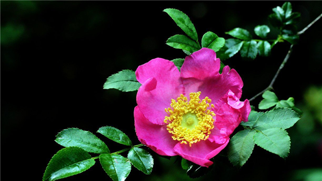 刺梨花是什么样子的,刺梨花的颜色有几种