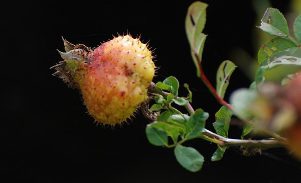 新鲜刺梨怎么处理,刺梨应该怎么吃