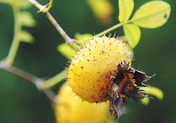 未成熟的刺梨怎么泡酒,刺梨酒能长期泡吗