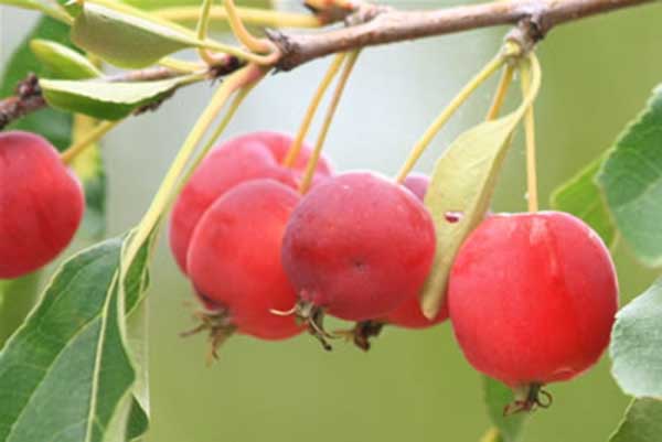 沙果是不是花红,海棠果和花红的区别