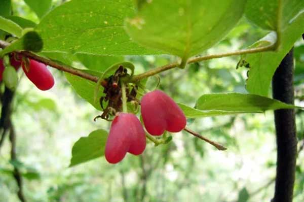 杈杷果可不可以吃,杈杷果为什么种植少