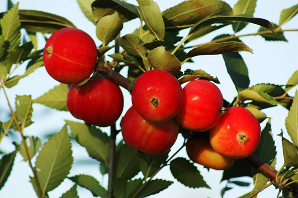 沙果产地主要在哪个省,最大的沙果产地