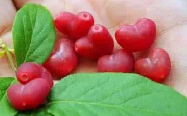 杈杷果什么味道,杈杷果的口感