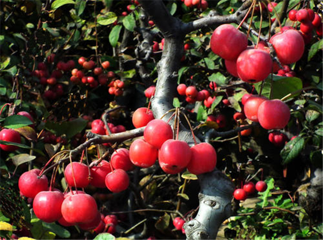 沙果干怎么做出来的,沙果干的做法