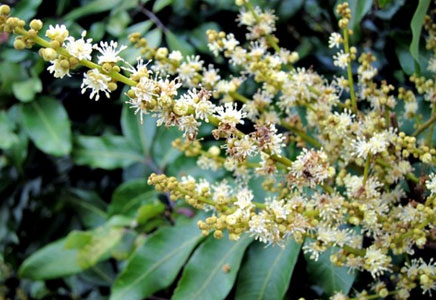 龙眼图片,龙眼树的图片,龙眼也叫桂圆图片