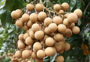 龙眼的品种有哪些,小编不说你也不知道