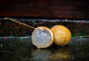 龙眼的品种有哪些,小编不说你也不知道