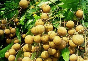 龙眼的品种有哪些,小编不说你也不知道