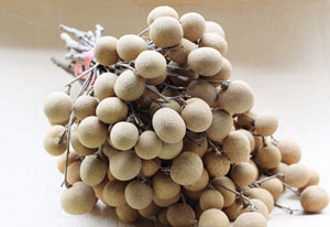 龙眼的品种有哪些,小编不说你也不知道