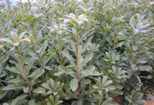 杨梅图片,杨梅酒图片,杨梅树杨梅干图片