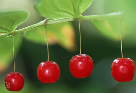 吃樱桃有什么好处,樱桃什么时候成熟