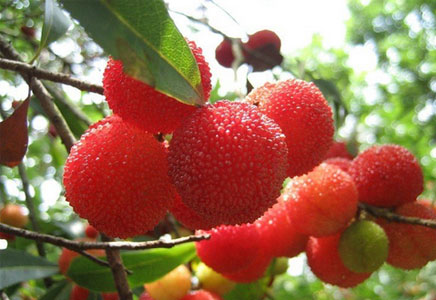 孕妇能不能吃杨梅,吃杨梅有什么好处