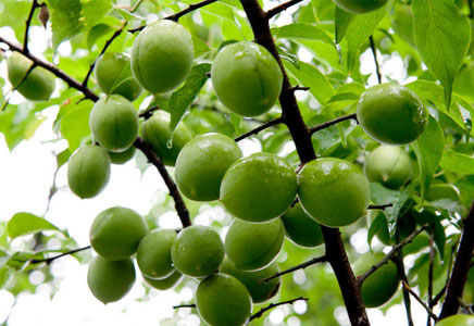 梅子的功效与作用,梅子的营养价值