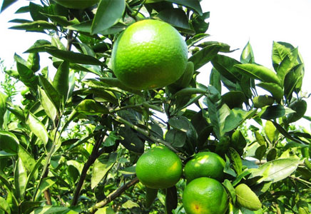 孕妇可以吃柑橘吗,柑橘的功效与作用