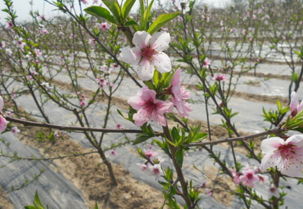黄桃图片,黄桃开花图片,黄桃什么时候上市