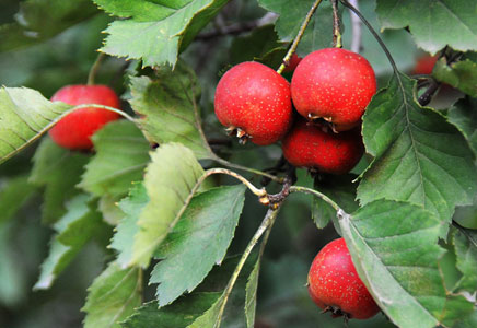 山楂的功效与作用,山楂的食用方法
