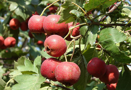 孕妇能不能吃山楂,孕妇可以吃山楂卷吗