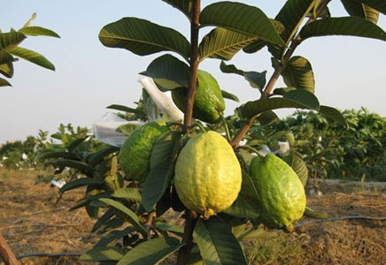 番石榴可以减肥吗,番石榴的营养价值