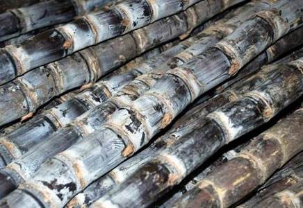 吃甘蔗有什么好处,甘蔗吃多了会怎样