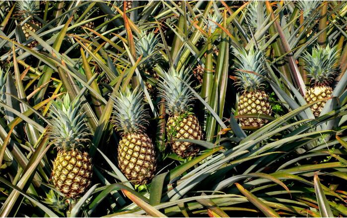 菠萝图片,菠萝树图片,凤梨和菠萝的区别