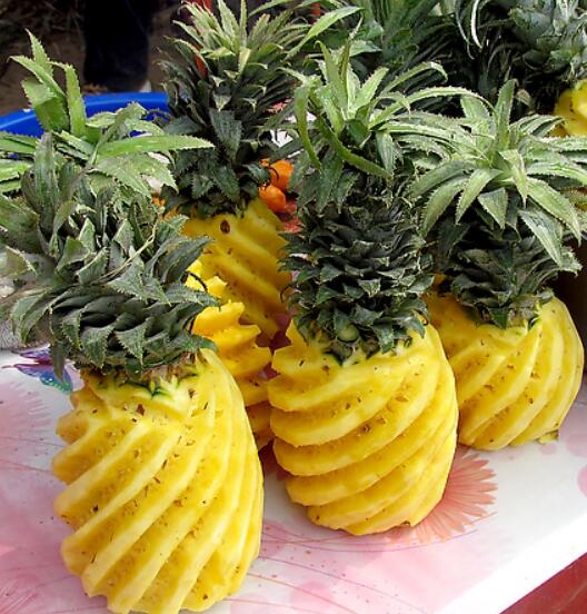 菠萝图片,菠萝树图片,凤梨和菠萝的区别