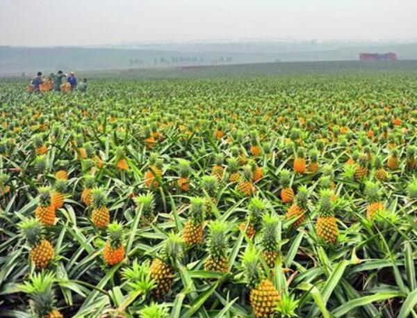 菠萝图片,菠萝树图片,凤梨和菠萝的区别