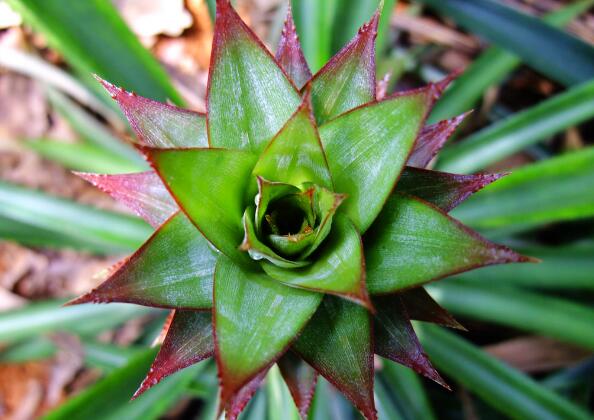 菠萝图片,菠萝树图片,凤梨和菠萝的区别