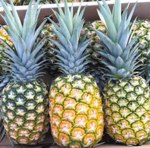 菠萝图片,菠萝树图片,凤梨和菠萝的区别