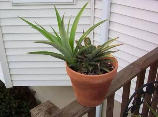 菠萝图片,菠萝树图片,凤梨和菠萝的区别