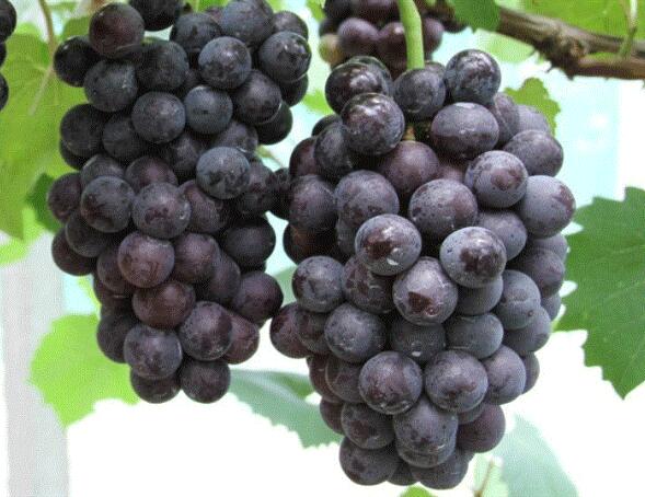 葡萄图片,葡萄苗图片,葡萄藤及葡萄籽图片