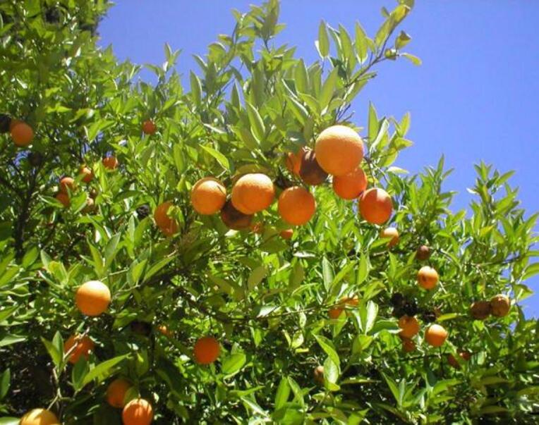 葡萄柚图片,葡萄柚树图片,葡萄柚汁图片