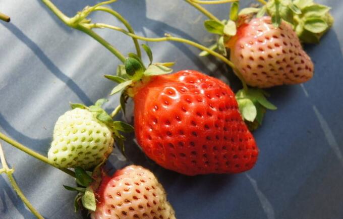 草莓图片,草莓开花图片,野草莓图片