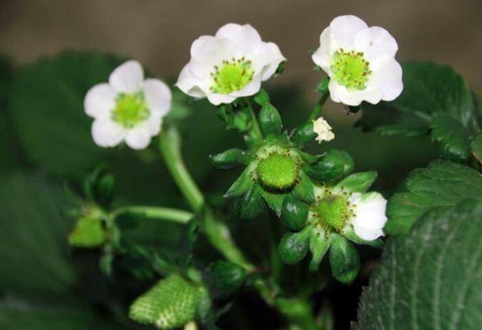 草莓图片,草莓开花图片,野草莓图片