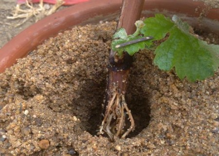 扦插葡萄生根最快方法 扦插葡萄生根的窍门