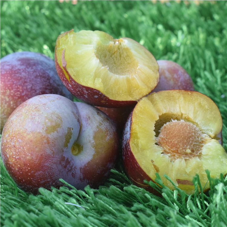 脆红黑布林李子图片,青色酸甜黑布林李子