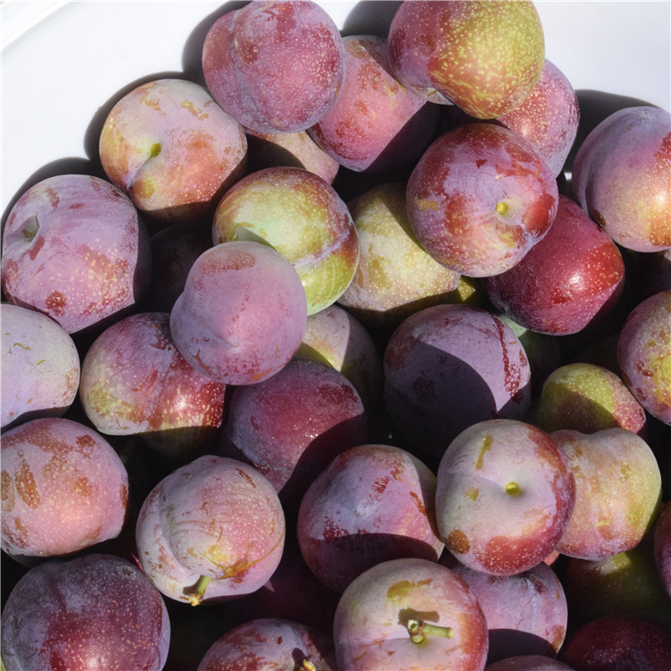 脆红黑布林李子图片,青色酸甜黑布林李子