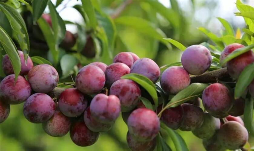 脆红黑布林李子图片,青色酸甜黑布林李子