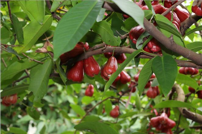 莲雾树是什么样,莲雾种植图片大全