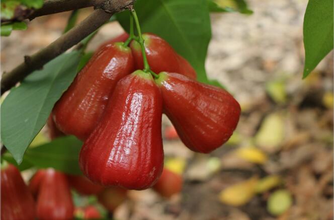 莲雾树是什么样,莲雾种植图片大全