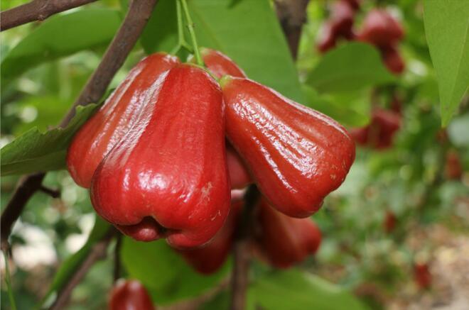 莲雾树是什么样,莲雾种植图片大全