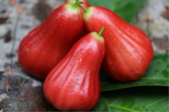 海南黑金刚莲雾图片，非常好吃的莲雾图片