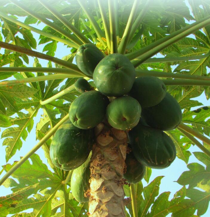 青木瓜图片大全大图,牛奶冰糖青木瓜