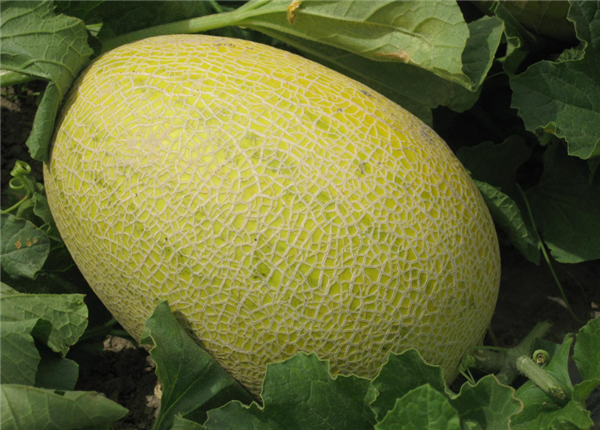 哈密瓜要怎么挑好,哈密瓜怎么切好看