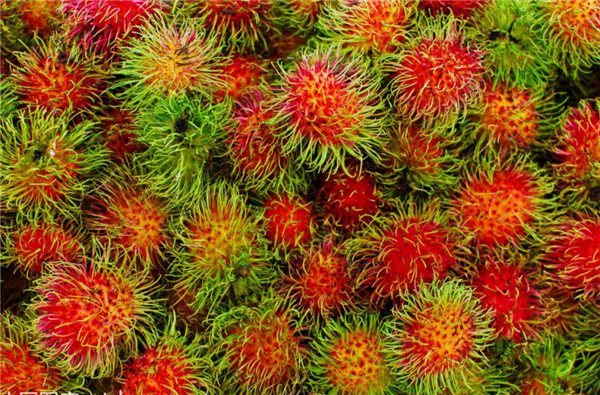 吃红毛丹要注意的事项 红毛丹的核皮有毒